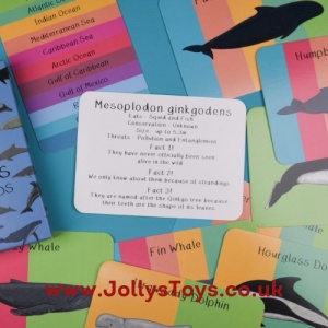 Amazing Whales & Dolphins Fact Cards